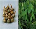慈菇种植技术|慈菇批发价格 