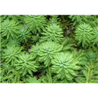 武汉沉水植物
