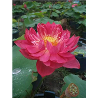 精品荷花3