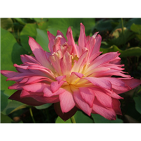 菊莲16号