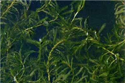 武汉沉水植物