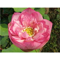 鹏芳68号
