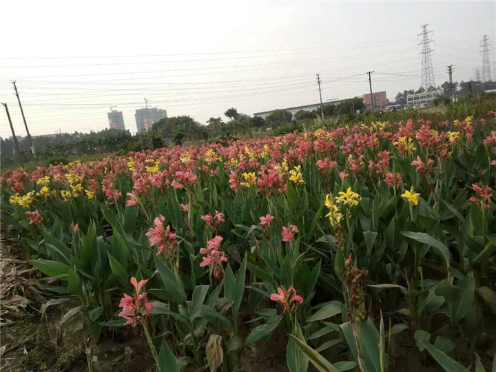 水生美人蕉@北京水上浮岛制作