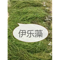 武汉沉水植物