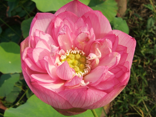 鹏芳68号