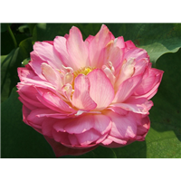鹏芳67号