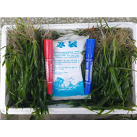 武汉沉水植物
