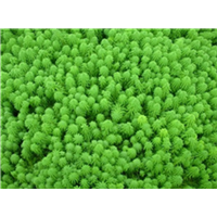武汉沉水植物