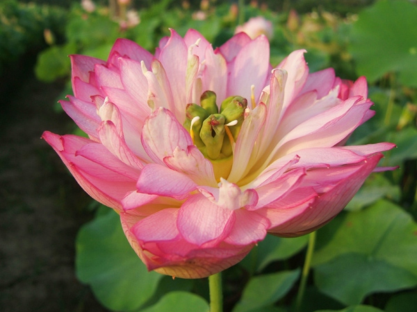 鹏芳39号