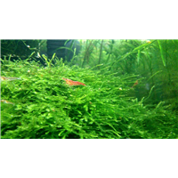 水草|北京水生植物@北京水生植物价格