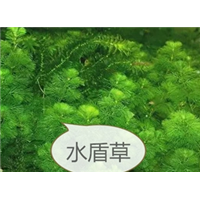 武汉沉水植物批发