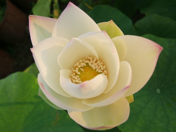 粉莲