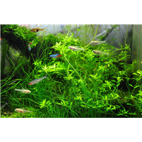 水草|北京水生植物@北京水生植物销售