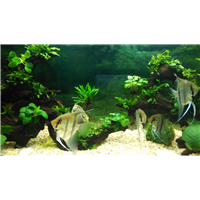 水草|北京水生植物@北京水生植物批发