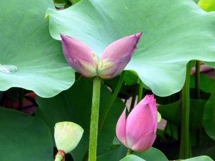 并蒂莲