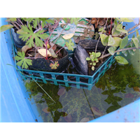 北京种植水上浮床★北京水上种植浮床