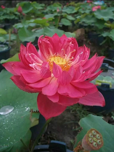 精品荷花3