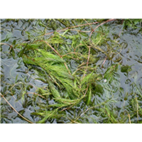 武汉沉水植物
