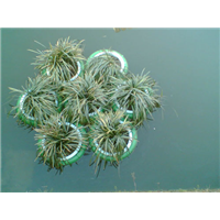 北京种植水上浮床施工★北京水上种植浮床