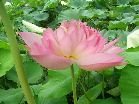 披针粉