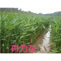 再力花@北京水上浮岛制作