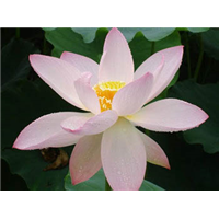 粉碗莲