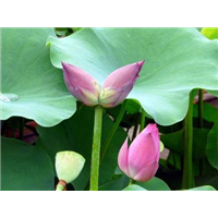 并蒂莲