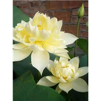 精品荷花