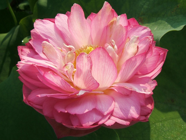 鹏芳67号