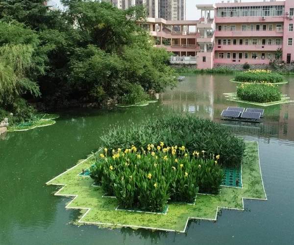武汉水生植物浮岛