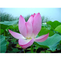 古莲花