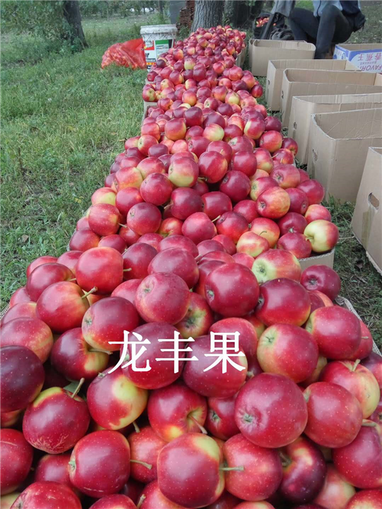 吉林龙丰果-5 