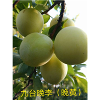 九台晚李 晚黄