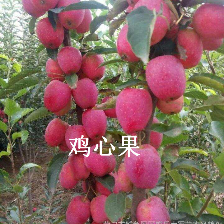 吉林鸡心果，辽源鸡心果 
