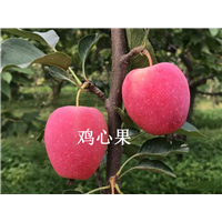 吉林鸡心果&吉林苹果代办 