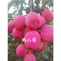 吉林鸡心果价格&辽源鸡心果批发 