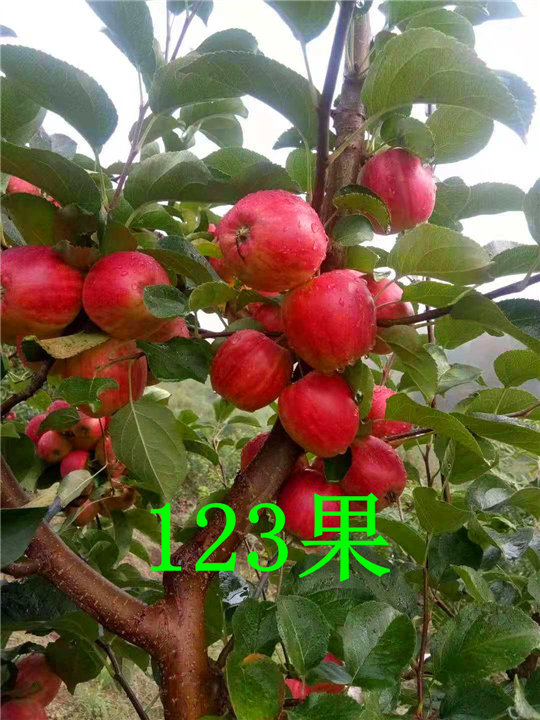 吉林123苹果代办批发 