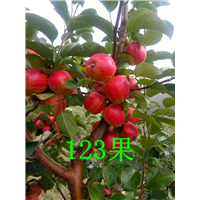 吉林123苹果代办批发 