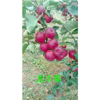 辽源龙丰果 -2 