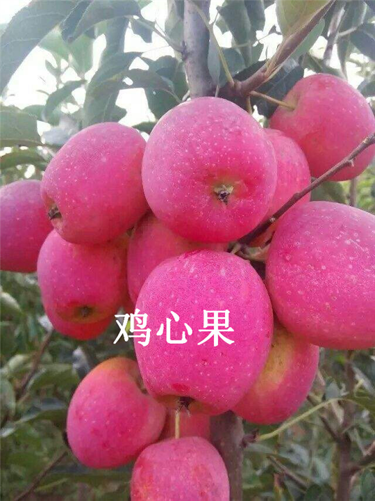 吉林鸡心果价格&辽源鸡心果批发 