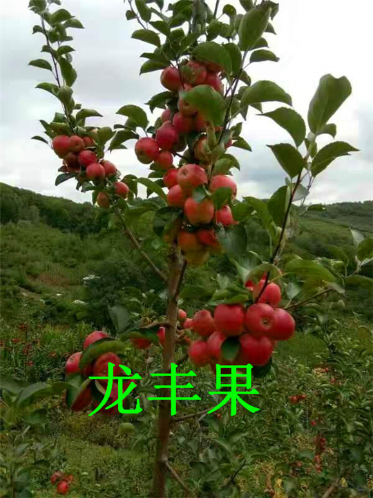 辽源龙丰果，龙丰果批发 