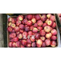 吉林龙丰果-3 