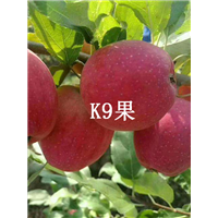 吉林k9苹果 