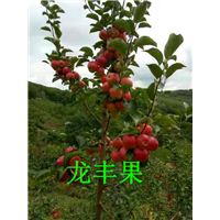 辽源龙丰果，龙丰果批发 