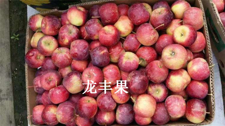 吉林龙丰果-3 