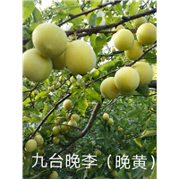 九台晚李 晚黄