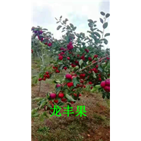 吉林辽源龙丰果 