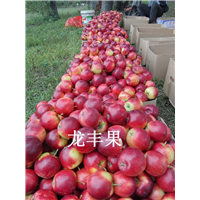 吉林龙丰果-5 