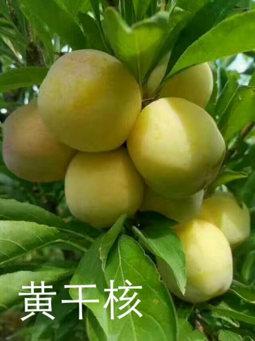 黄干核