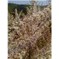 钙果花期